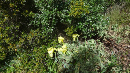 Les fameux iris d'Estezargues